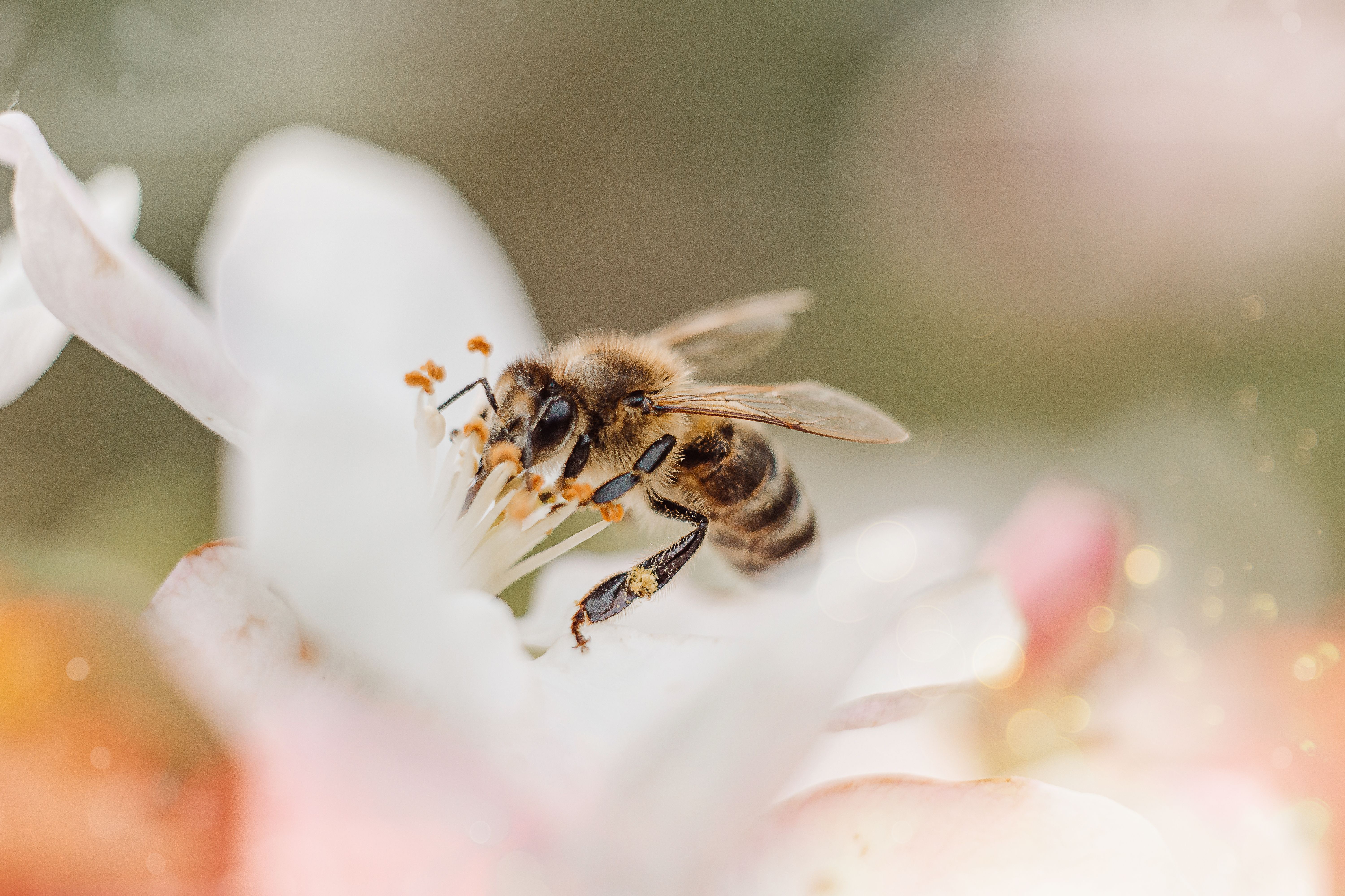 Bee pollinating a flower